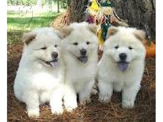 PoulaTo: Chow chow-Τσόου Τσόου κουτάβια